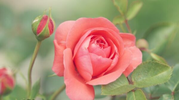 pink-petaled rose flower